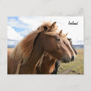 Three horses in a row Postcard