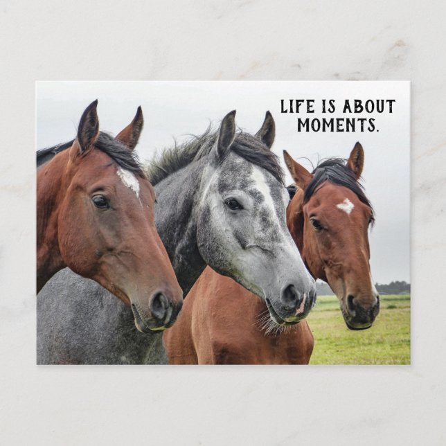 Three Horses - "Life is about moments." Postcard (Front)