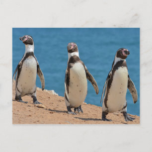 Three Humboldt Penguins Walking Postcard