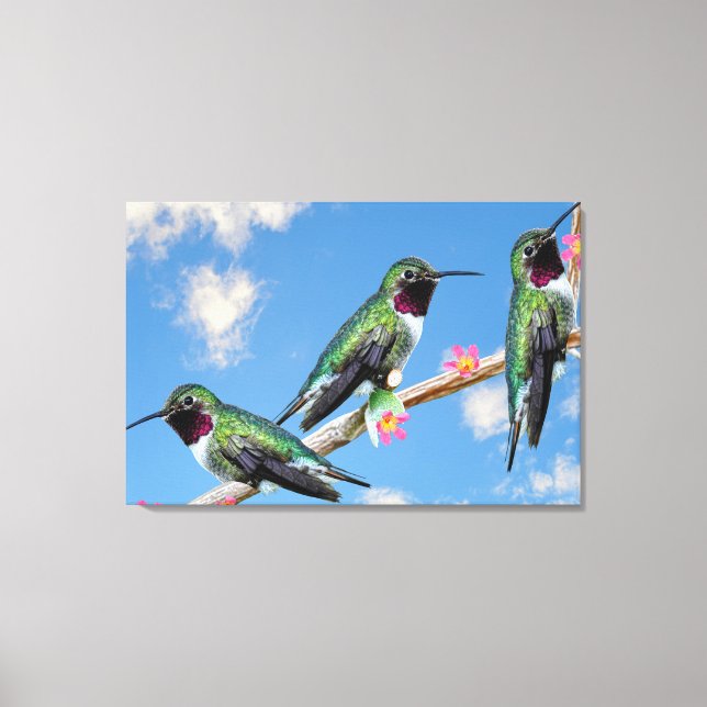Three Hummingbirds perched on a branch of a Floss  Canvas Print (Front)