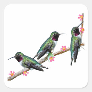 Three Hummingbirds perched on a branch of a Floss  Square Sticker
