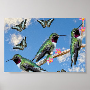 Three Hummingbirds perching on a branch Poster