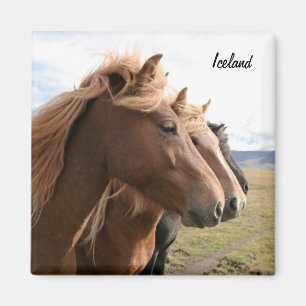 Three Iceland horses in a row Magnet