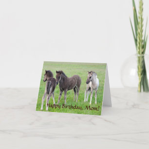 Three Icelandic colts. Card
