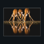 Three Impala Drink Together at Night Postcard<br><div class="desc">Africa,  East Africa,  Kenya,  Great Rift Valley,  Olkirimatian Conservancy,  impala,  Aepyceros melampus.  Three impala drink together at night.</div>