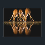 Three Impala Drink Together at Night Postcard<br><div class="desc">Africa,  East Africa,  Kenya,  Great Rift Valley,  Olkirimatian Conservancy,  impala,  Aepyceros melampus.  Three impala drink together at night.</div>