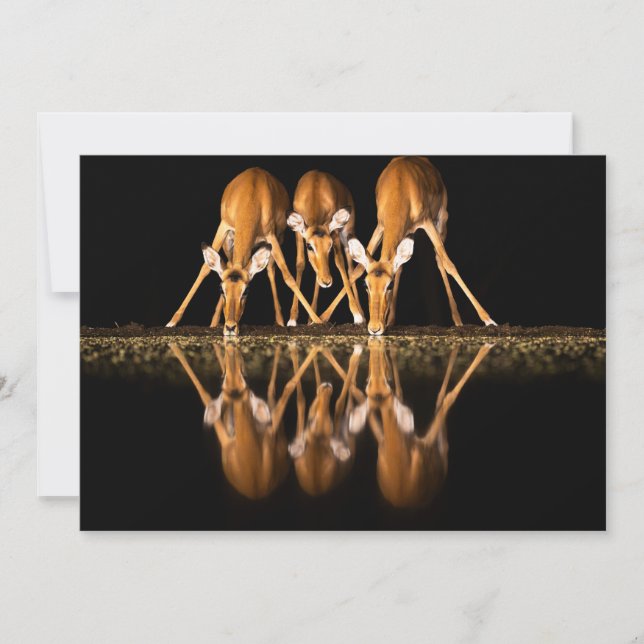 Three Impala Drink Together at Night Thank You Card (Front)