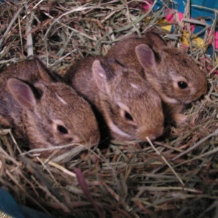 "Three in a Row" Holiday Card