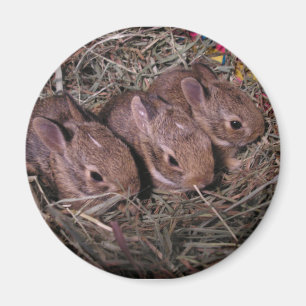 Three In A Row Magnet
