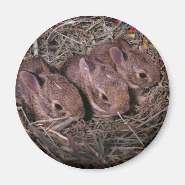 Three In A Row Magnet (Front)
