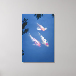 Three Japanese koi fish in pond Canvas Print
