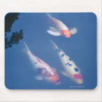 Three Japanese koi fish in pond