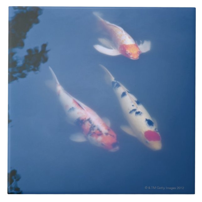 Three Japanese koi fish in pond Tile (Front)