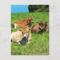 Three Jersey cows
