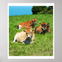 Three Jersey cows