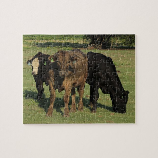 Three Kansas Cows in a Pasture Jigsaw Puzzle (Horizontal)