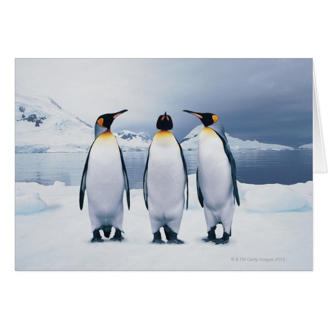 Three King Penguins (Front Horizontal)