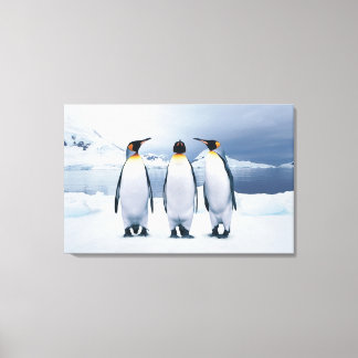 Three King Penguins Canvas Print