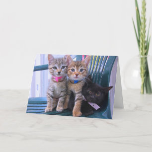 Three kittens card