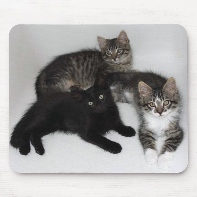 Three Kittens Mouse Pad (Front)