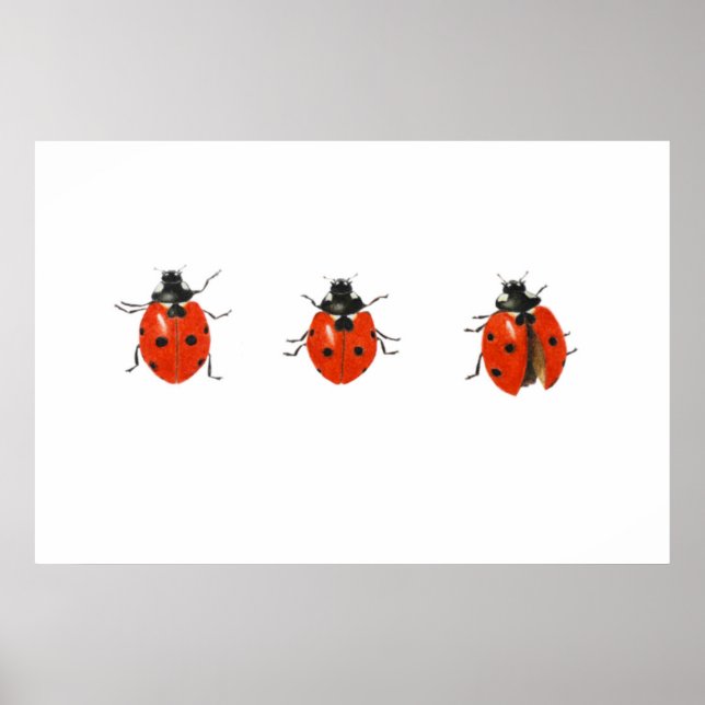 Three ladybirds 2013 poster (Front)