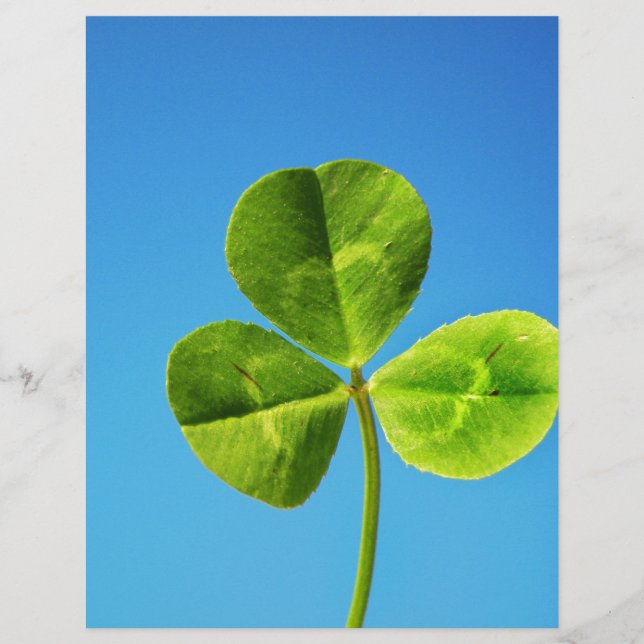 three leaved clover (Front)