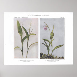 Three-Leaved Solomon's-Seal - Vagnera trifolia Poster