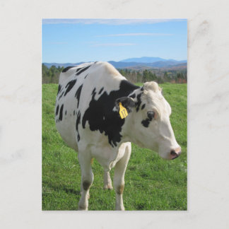 Three Legged Cow Postcard