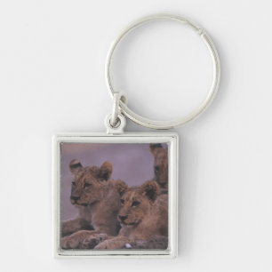 Three Lion Cubs Key Ring