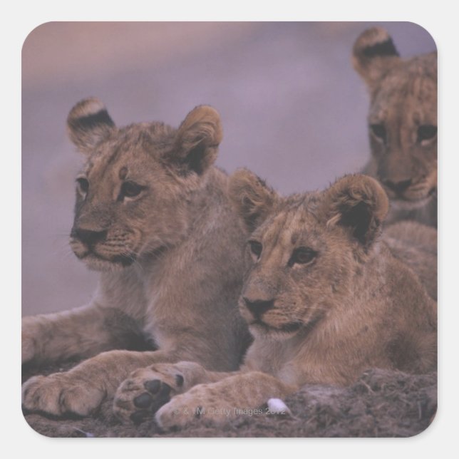 Three Lion Cubs Square Sticker (Front)