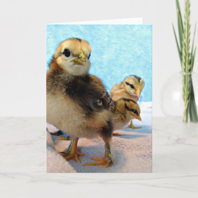 Three Little Chicks Card (Front)
