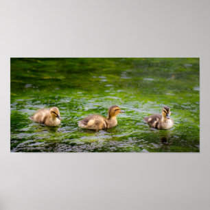Three Little Ducklings Ducks Poster
