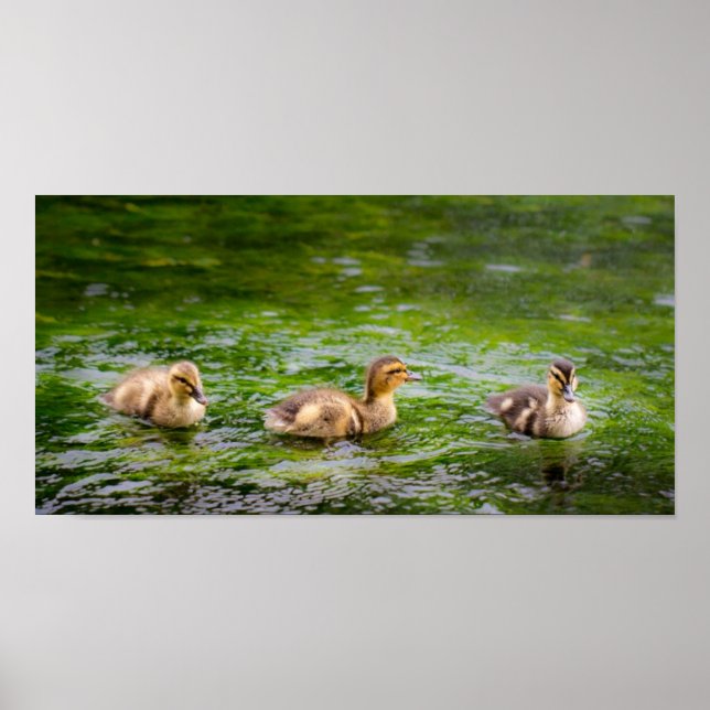 Three Little Ducklings Ducks Poster (Front)