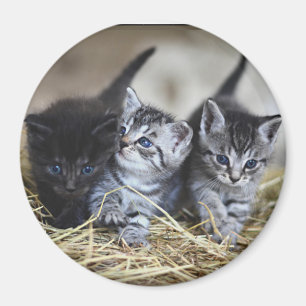 Three Little Kittens  Magnet