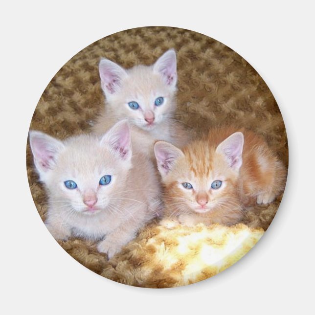 Three Little Kittens Magnet (Front)