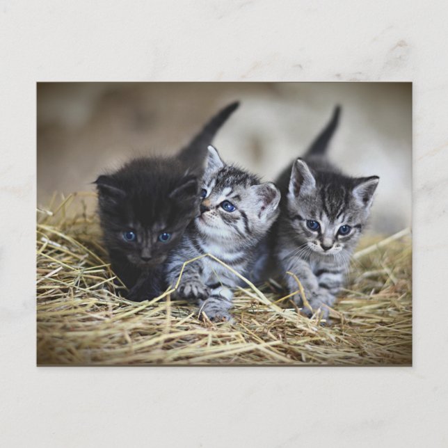 Three Little Kittens postcard (Front)
