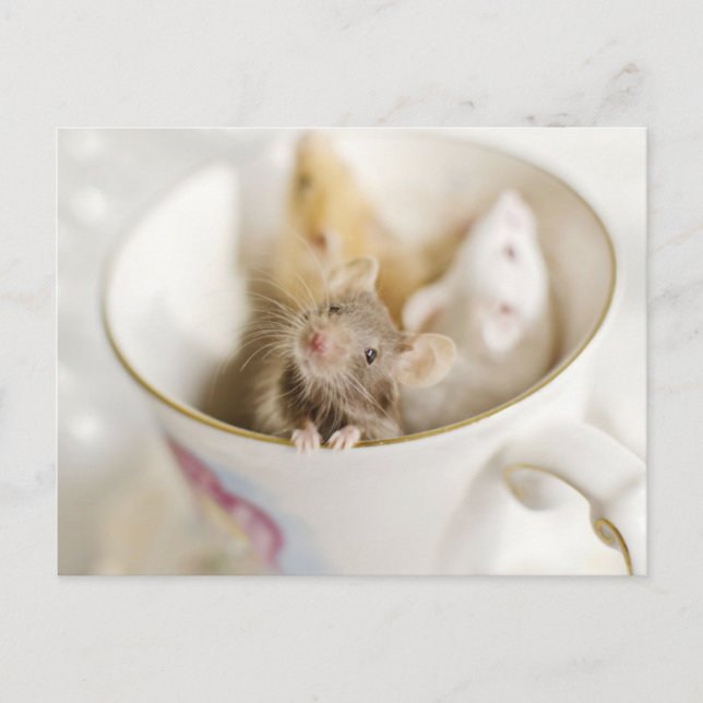 Three Little Mice Postcard (Front)