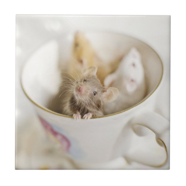 Three Little Mice Tile (Front)