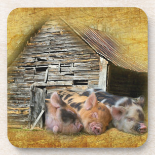 Three Little Pigs At The Rustic Barn Snoozing Coaster