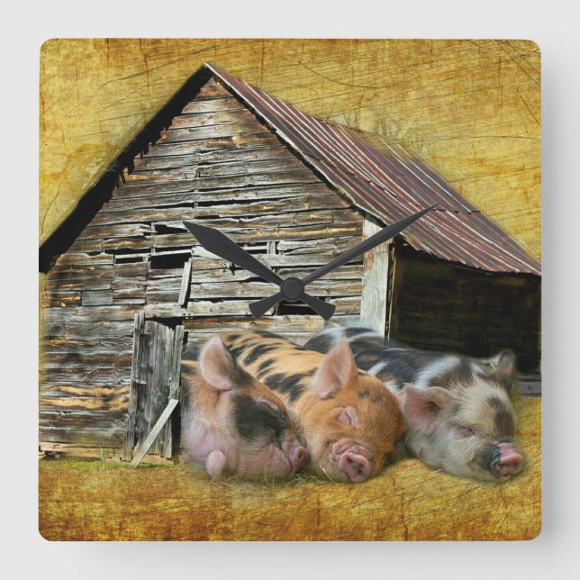 Three Little Pigs At The Rustic Barn Snoozing Square Wall Clock (Front)