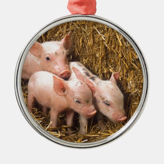 Three Little Pigs Metal Tree Decoration (Front)