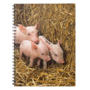 Three Little Pigs Spiral Notebook