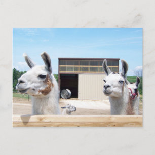 THREE LLAMAS POSTCARD