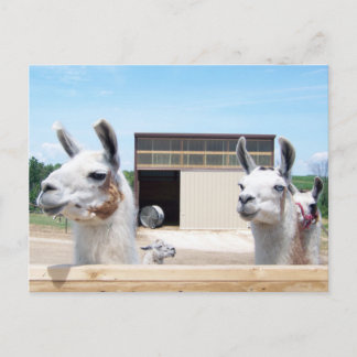 THREE LLAMAS POSTCARD
