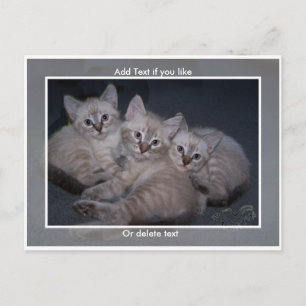 Three Lynx Point Siamese Kittens Postcard