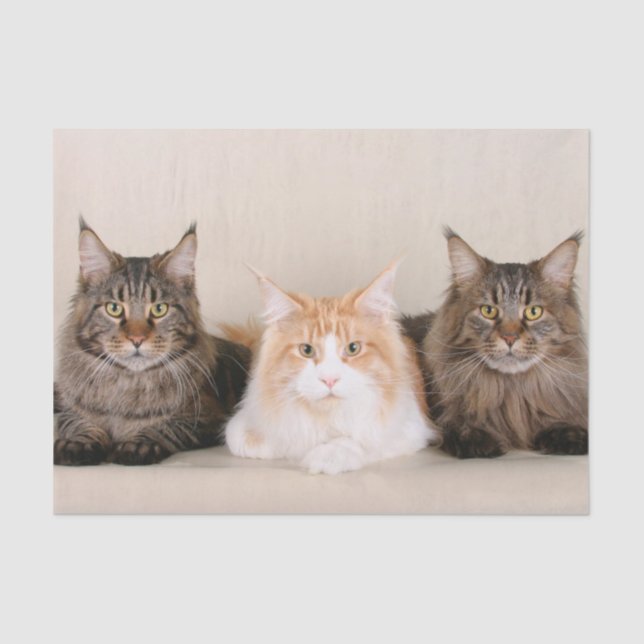 Three Maine Coon Cats Tissue Paper (Front)