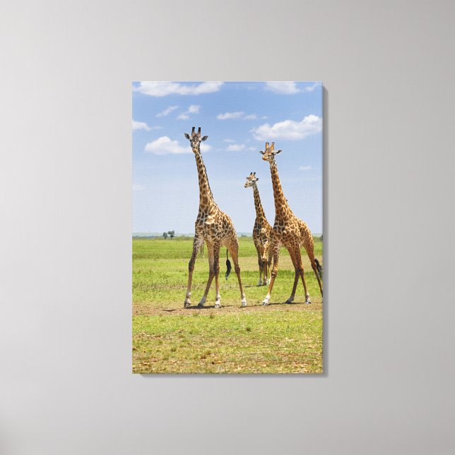 three Masai giraffes, Giraffa camelopardalis Canvas Print (Front)