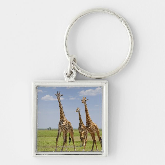 three Masai giraffes, Giraffa camelopardalis Key Ring (Front)