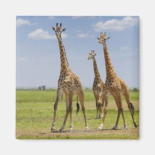 three Masai giraffes, Giraffa camelopardalis Magnet