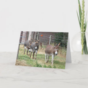 Three mini donkeys. card